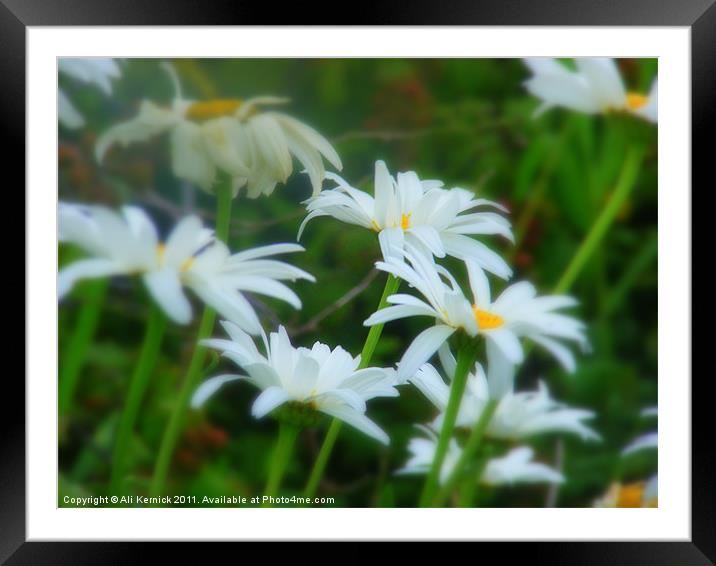 Daisies Framed Mounted Print by Ali Kernick