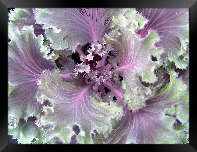 Ornamental cabbage Framed Print by Ali Kernick