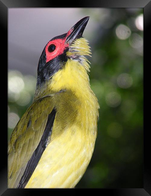 Australian Figbird Framed Print by Ali Kernick