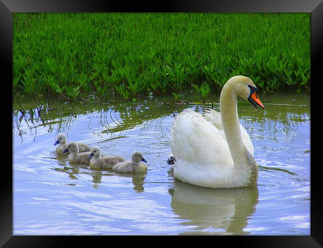 Mummy Swan and her babies Framed Print by Ali Kernick