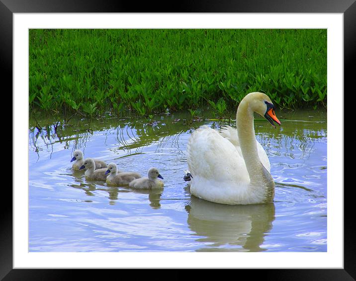 Mummy Swan and her babies Framed Mounted Print by Ali Kernick