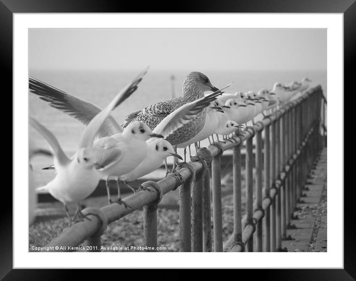 Gulls Framed Mounted Print by Ali Kernick