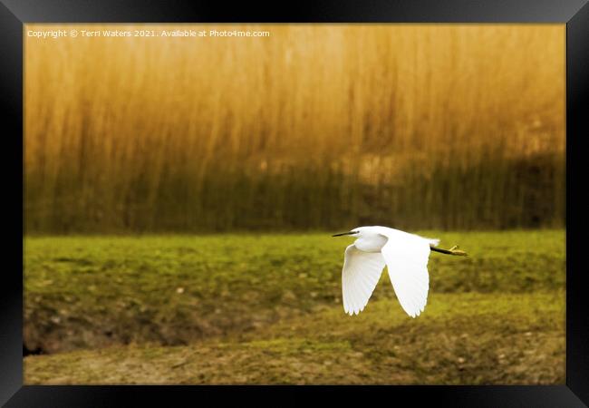 Little Egret in Flight Framed Print by Terri Waters