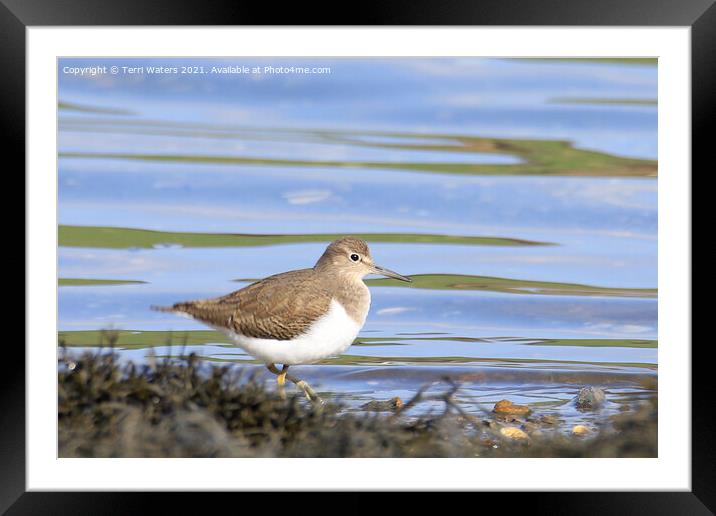 Common Sandpiper Framed Mounted Print by Terri Waters