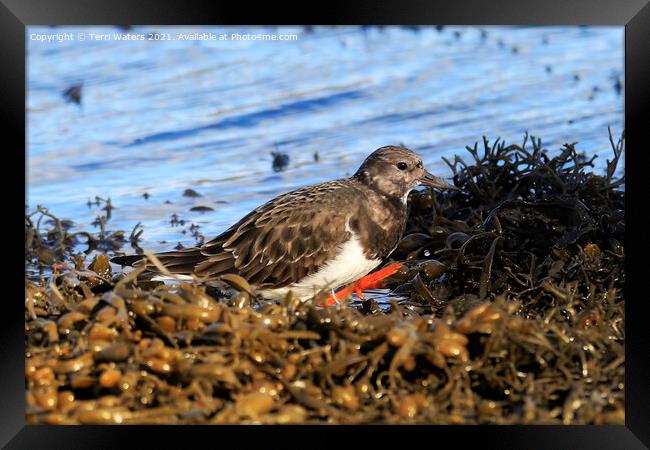 Waving Turnstone Framed Print by Terri Waters