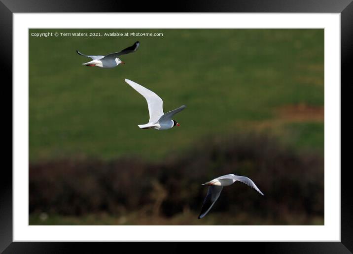 Flying Gulls Framed Mounted Print by Terri Waters