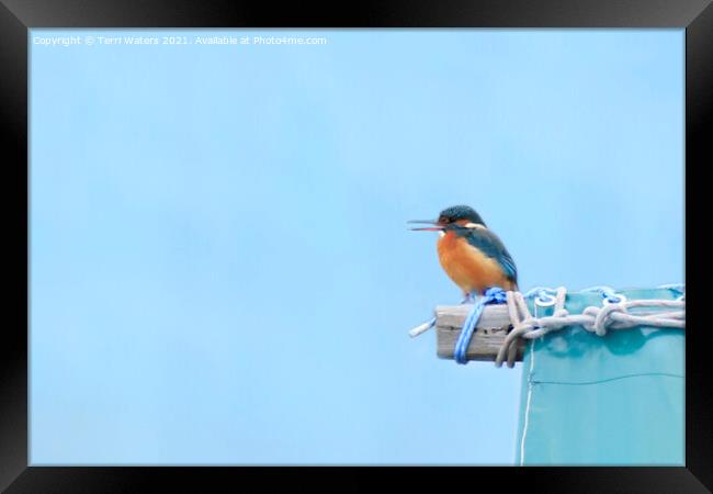 Calling Kingfisher Framed Print by Terri Waters