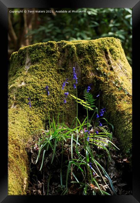 A Mossy Stump With Bluebells Framed Print by Terri Waters