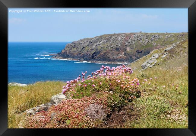 Thrift at Botallack Framed Print by Terri Waters