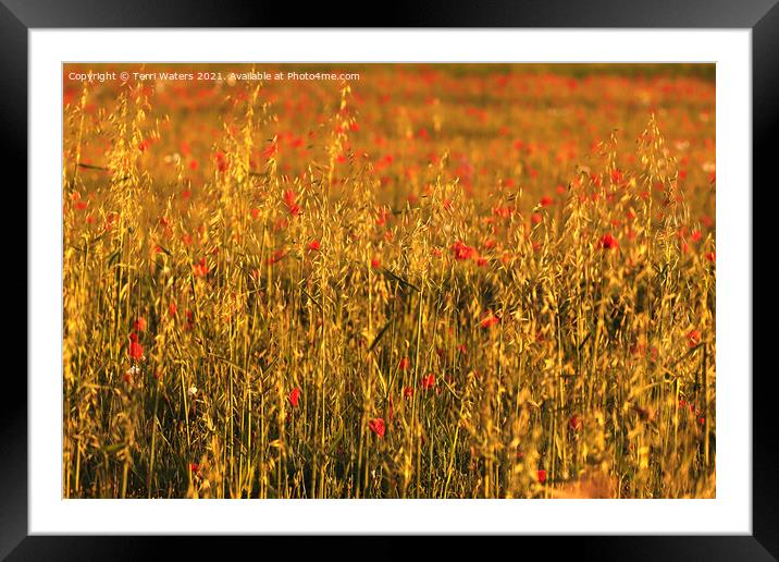 Poppies and Oats Framed Mounted Print by Terri Waters