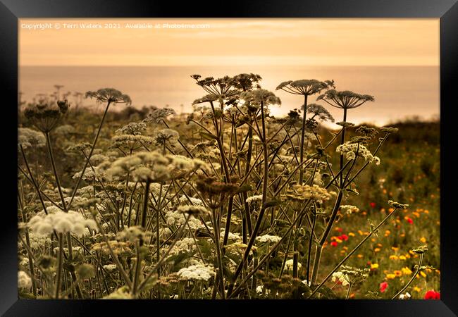 Wild Flowers at Sunset Framed Print by Terri Waters