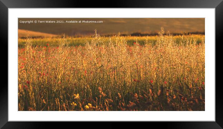 Golden Oats Sunset Panorama Framed Mounted Print by Terri Waters