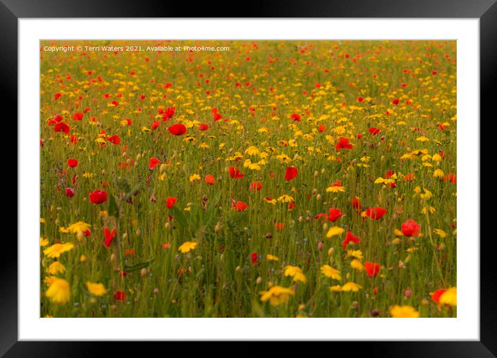 Poppies and Corn Marigolds Framed Mounted Print by Terri Waters