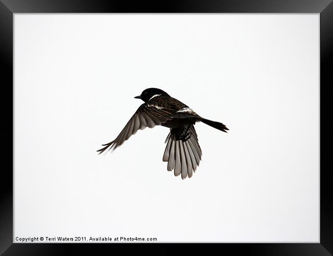 Stonechat in flight Framed Print by Terri Waters