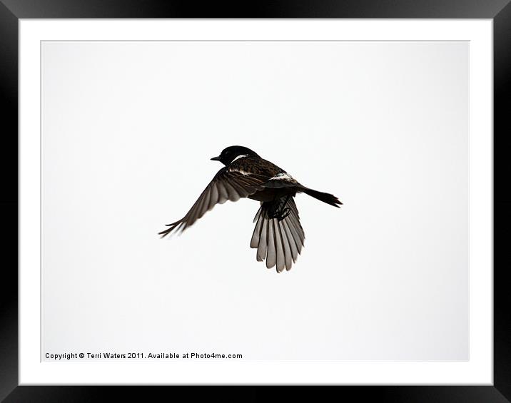 Stonechat in flight Framed Mounted Print by Terri Waters