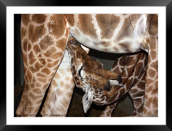 Suckling giraffe Framed Mounted Print by Terri Waters