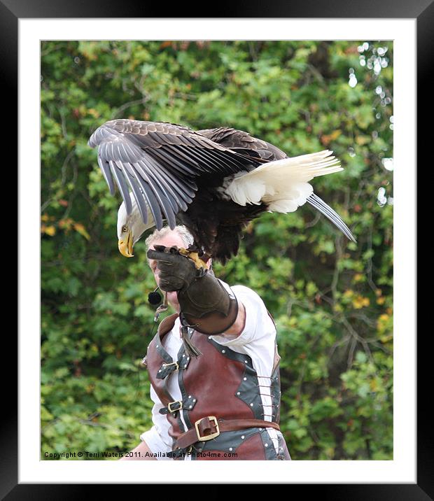 The Falconer Framed Mounted Print by Terri Waters