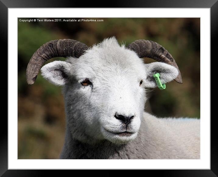 Exmoor Horn sheep Framed Mounted Print by Terri Waters