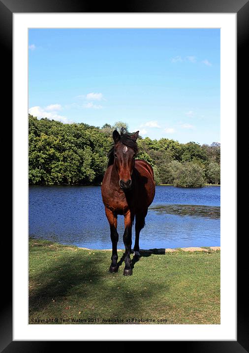 New Forest pony Framed Mounted Print by Terri Waters