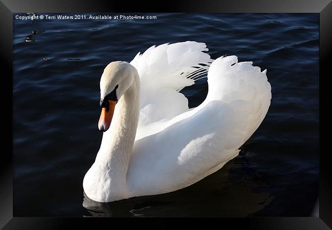 Swan on the Itchen Framed Print by Terri Waters