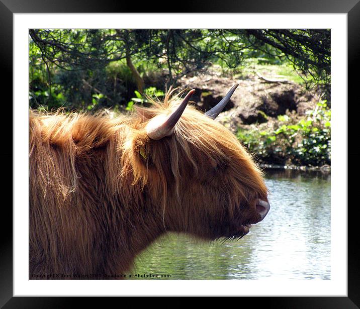Highland cattle at the pond Framed Mounted Print by Terri Waters