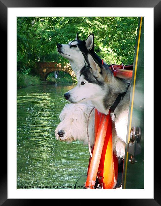 Three Dogs on a Narrow Boat Framed Mounted Print by Terri Waters