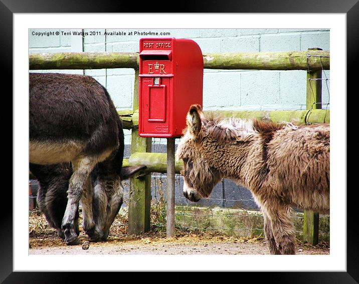 The Donkey's Post Box Framed Mounted Print by Terri Waters