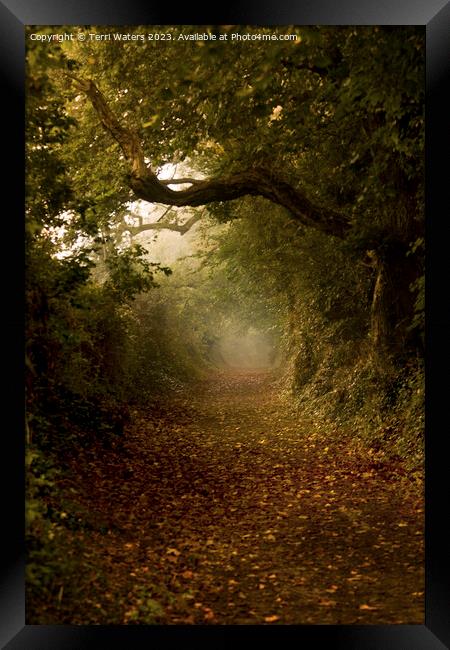 Autumn Tree Tunnel Framed Print by Terri Waters