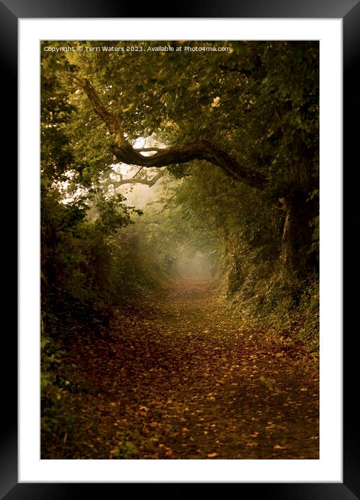 Autumn Tree Tunnel Framed Mounted Print by Terri Waters