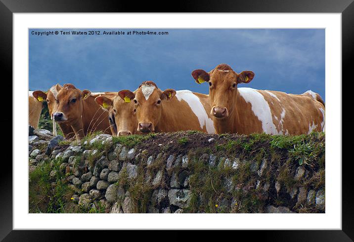 Moo-dy Blues Framed Mounted Print by Terri Waters