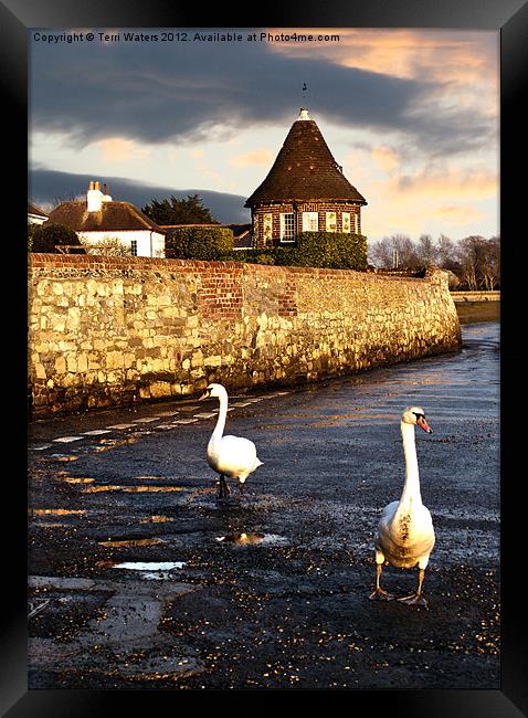 Bosham Swans Out for a Stroll Framed Print by Terri Waters