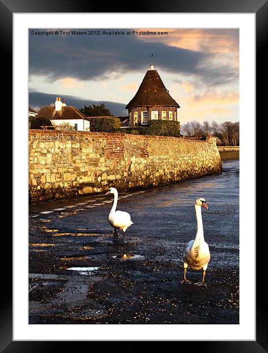 Bosham Swans Out for a Stroll Framed Mounted Print by Terri Waters
