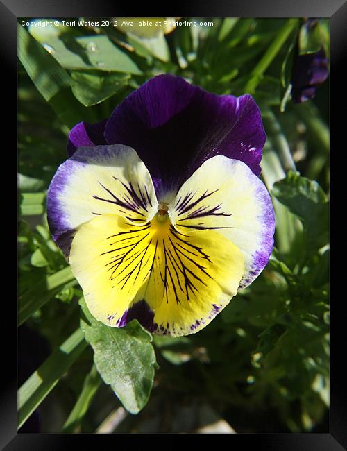 Purple and Yellow Pansy Green Background Framed Print by Terri Waters