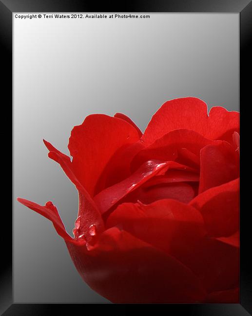 Red rose on a black and white background Framed Print by Terri Waters