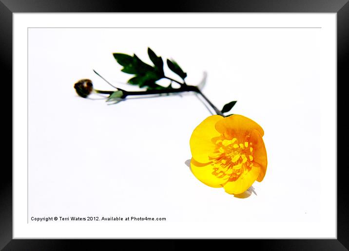 Bright Yellow Buttercup Framed Mounted Print by Terri Waters