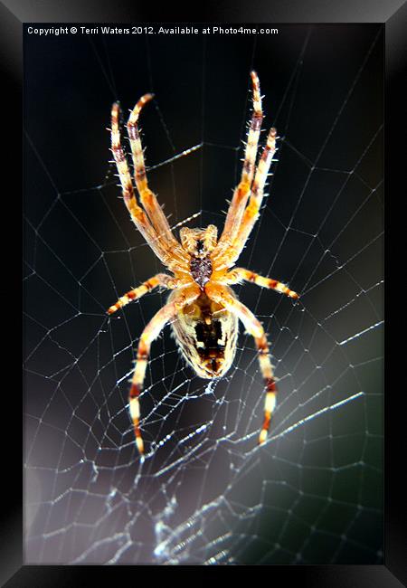 Incy Wincy Spider Framed Print by Terri Waters