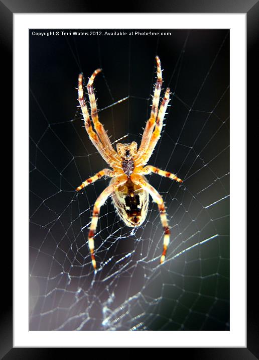 Incy Wincy Spider Framed Mounted Print by Terri Waters