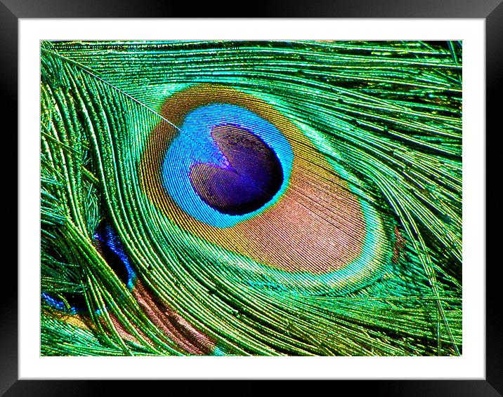 The Peacock's Tail Eye Framed Mounted Print by Terri Waters