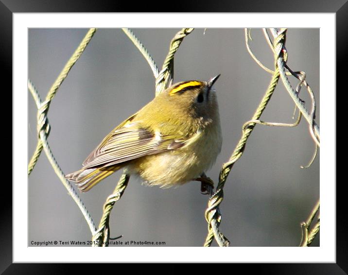 Bird on a Wire Framed Mounted Print by Terri Waters
