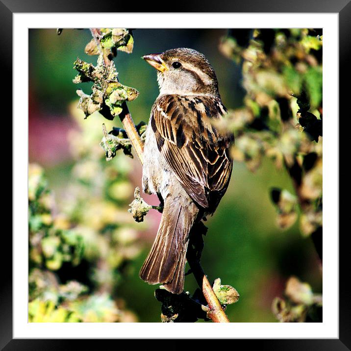 House Sparrow Passer domesticus Framed Mounted Print by Terri Waters