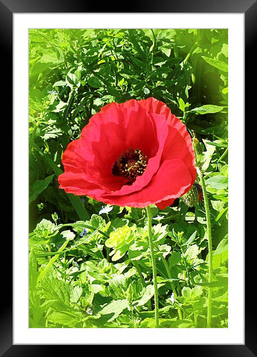 The Scarlet Poppy Framed Mounted Print by Terri Waters