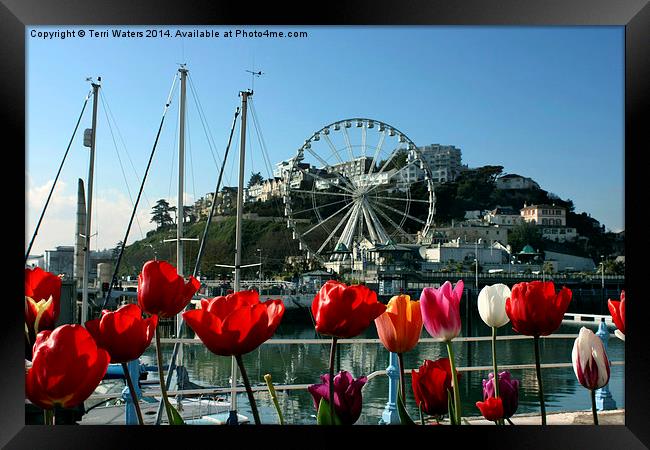 English Riviera Tulips And Wheel Framed Print by Terri Waters