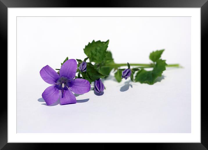 Campanula Framed Mounted Print by Terri Waters