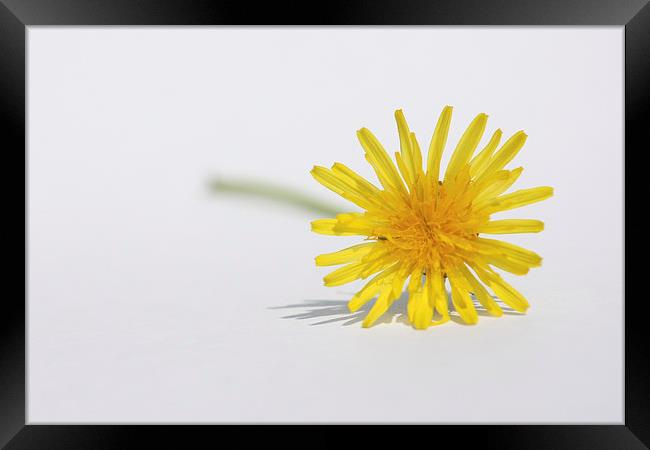 Yellow Dandelion Taraxacum Framed Print by Terri Waters