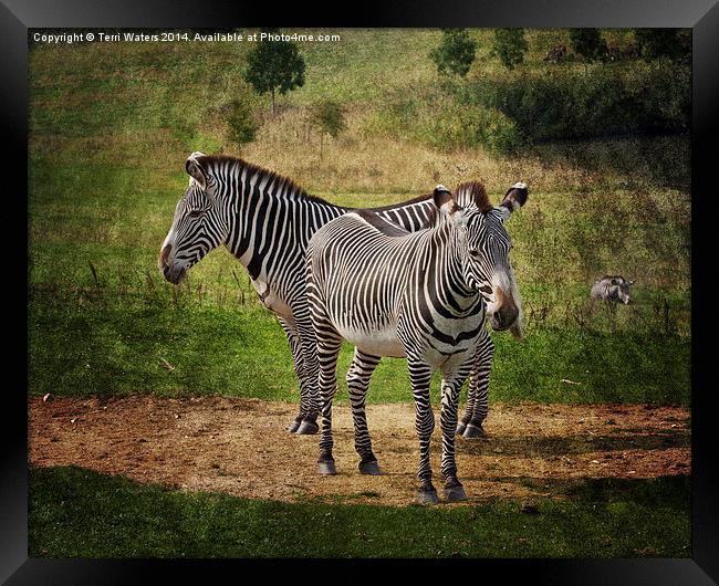  Grevy's Zebras Framed Print by Terri Waters
