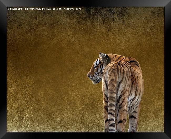  Amur Tiger Framed Print by Terri Waters