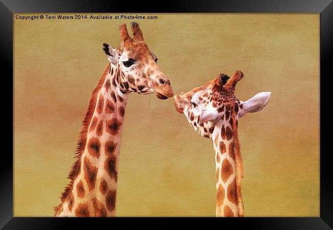   Je T'aime Giraffes Framed Print by Terri Waters