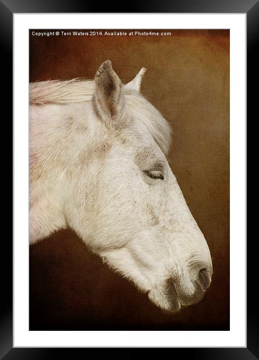   New Forest Pony Framed Mounted Print by Terri Waters