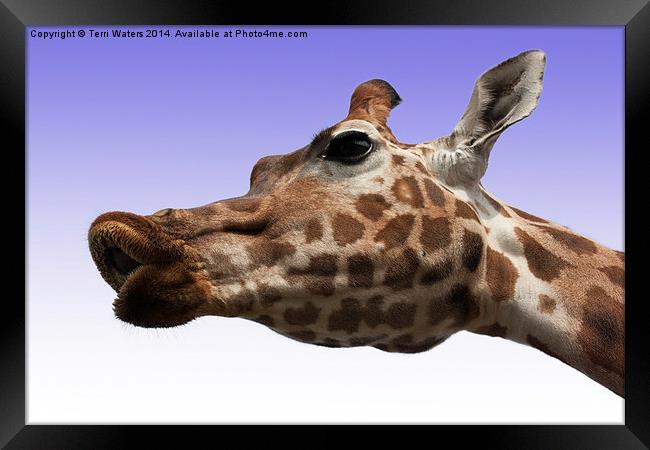  Give Us A Kiss Framed Print by Terri Waters