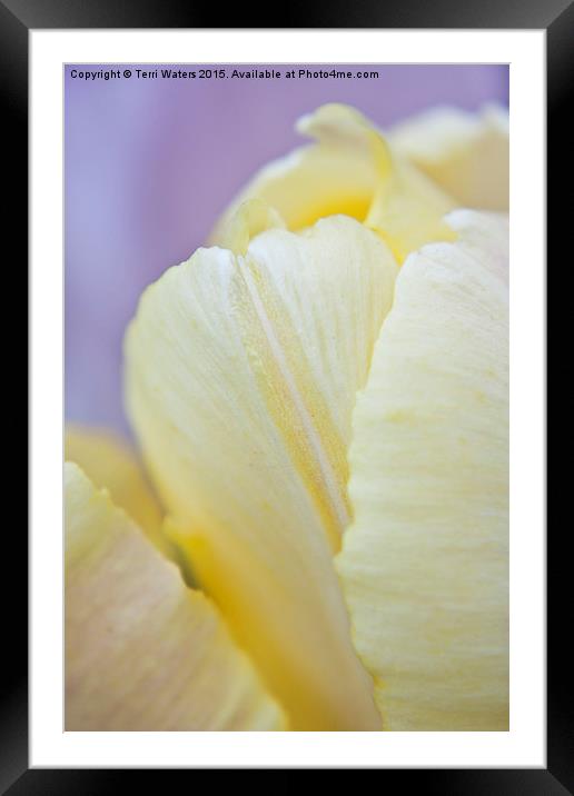  Cream Tulip Framed Mounted Print by Terri Waters